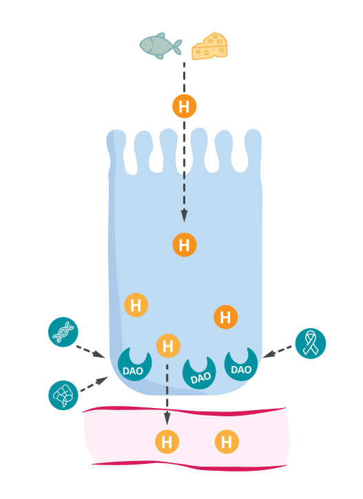 رسم تخطيطي لآلية الهيستامين وإنزيم DAO