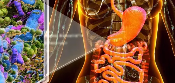 تعرف على اختلال الميكروبيوتا المعوية، والعوامل التي قد تؤثر في بكتيريا الأمعاء، والأعراض الهضمية التي تستدعي تقييماً طبياً.