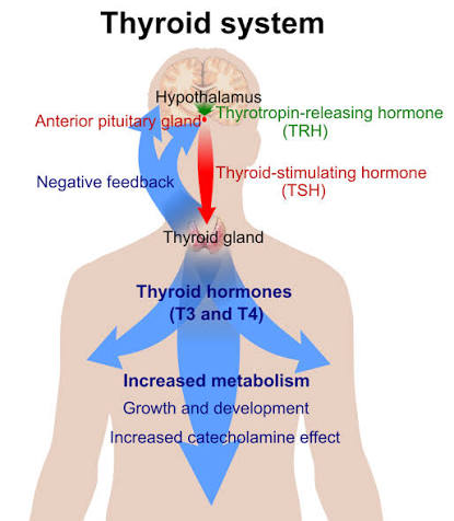 أهمية Anti-TPO