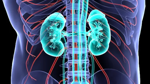 شرح تحاليل وظائف الكلى