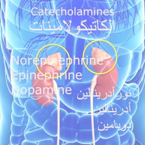 تحليل الكاتيكولامينات في البول - تشخيص ورم القواتم