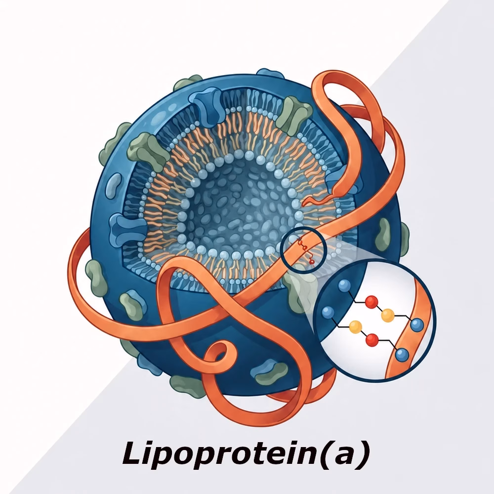 Lipoprotein(a) تحليل البروتين الدهني (a) Lp(a) في الدم لتقييم خطر أمراض القلب والأوعية الدموية والكشف عن عامل وراثي مرتبط بالجلطات وتصلب الشرايين.